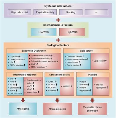 Wall shear stress and its role in atherosclerosis